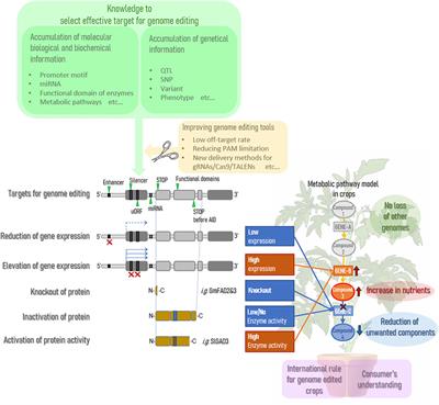 Genome Editing for Improving Crop Nutrition